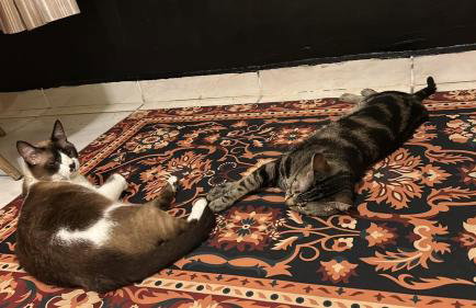 7 minutes from the beaches of São Vicente, come and see! - Foto 41