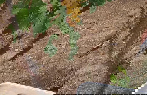 Tenuta Don Ballore - Foto 22