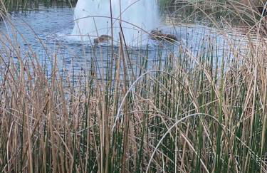 Prestige caravan,Seton Sands holiday village, WiFi - Foto 37