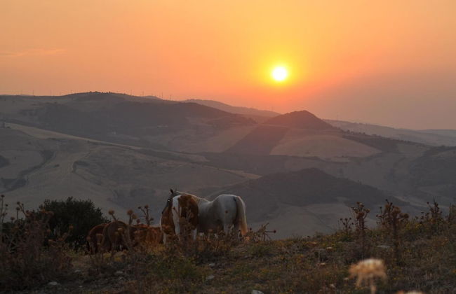 Masseria Straziuso - La Vaccariccia - Photo 25