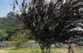 Terra Alta do Furnia - Foto 49