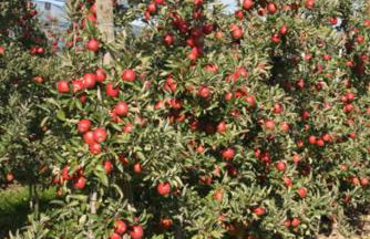 Ferienwohnung Keller - Photo 52