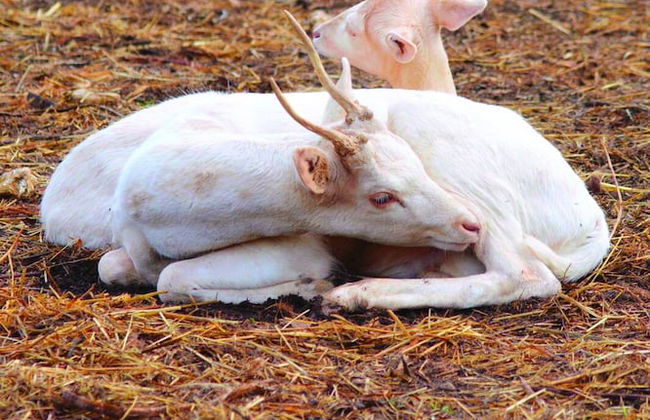 Il Daino Bianco Country Hotel - Foto 46