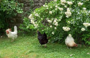 La Pomella - Foto 11