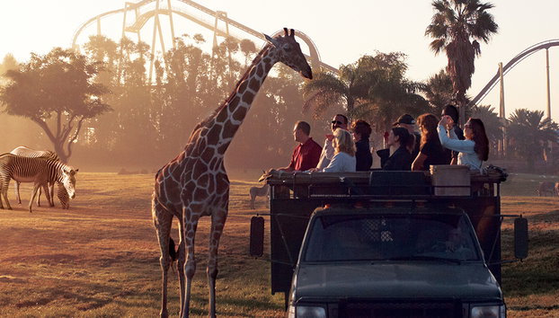 Busch Gardens Serengeti Safari Tour - Foto 2