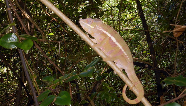 Ankarana National Park - Photo 3
