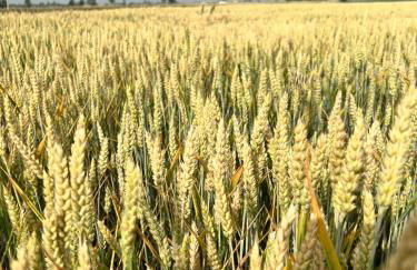 Tenuta Pizzone Wine Resort - Foto 75