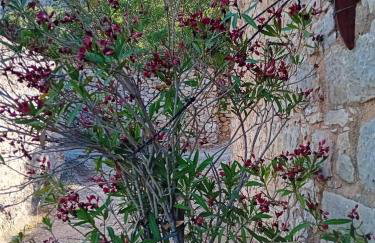 Παραδοσιακή κατοικία "ΧΡΥΣΑ" ΑΝΑΒΑΤΟΣ - Photo 33