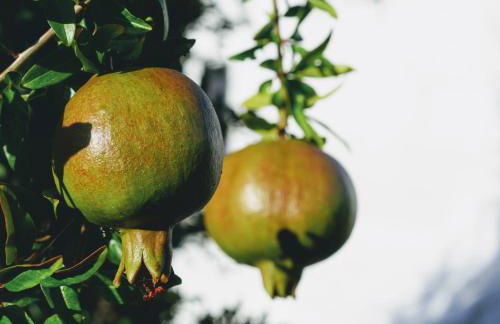 Masseria Pezze Galere Piscina privata - Foto 59