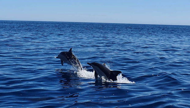 Avistamiento de delfines