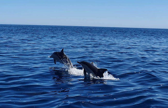 Dolphin Watching in Albufeira - Photo 3