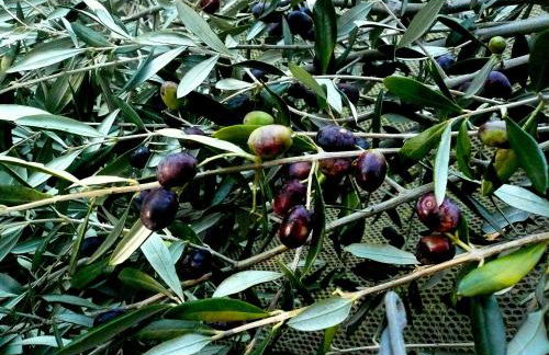 Poggio Magginga - Foto 38