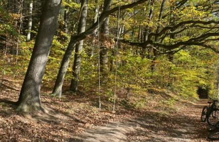 Waldfrieden Ferienhaus mit SAUNA - Foto 23