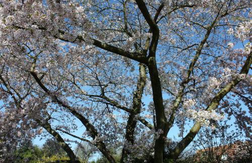 Petite Maison - Foto 18