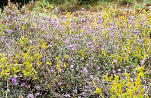 Dictamus Homes - Foto 57