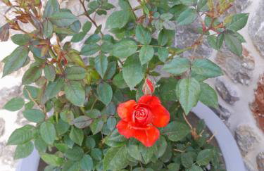 George's Home Platy Gyalos - Photo 61