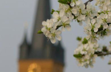 Ferienwohnungen Fischer - Foto 6