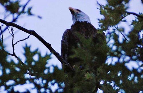 Escape to Tree House Island Life - Foto 43