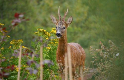 1 Bed in Whitby oc-g0140 - Foto 26