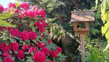 Fewo Seestern - Foto 5, Garden, Garden view