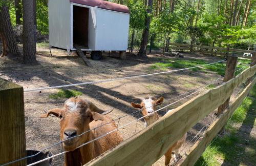 Ferienbungalows am Wolziger See - Foto 52