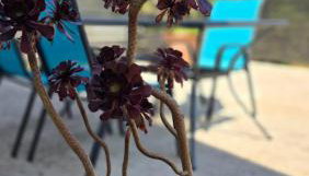 Lennida Studio Apartman with free parking - Foto 4