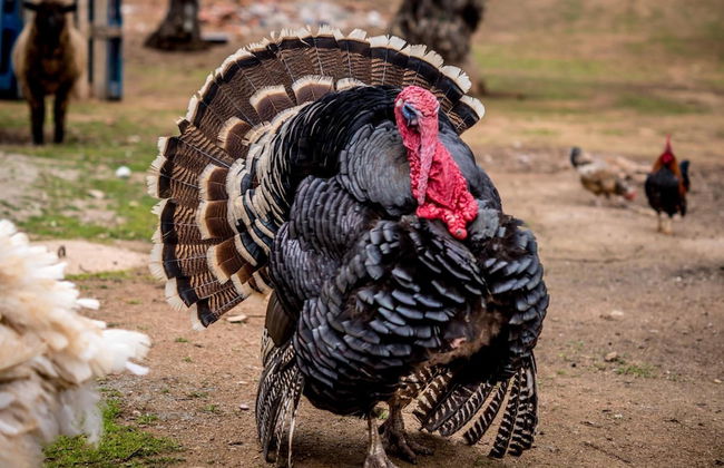Quinta Manel da Gaita - Foto 41