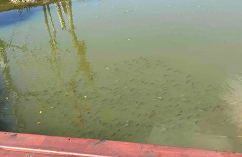 Casa de Campo - Hospedar com Propósito - Foto 48