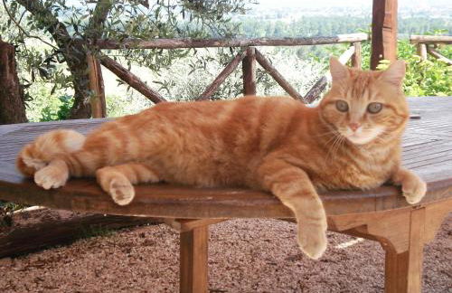 Tenuta Colverano - Foto 27