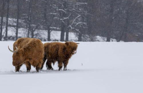 Osprey Apartment - Foto 11