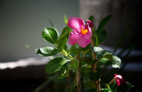 Eftychia Cottage House - Foto 58