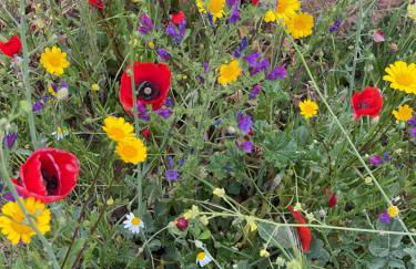 La Casita de Platero - Foto 12