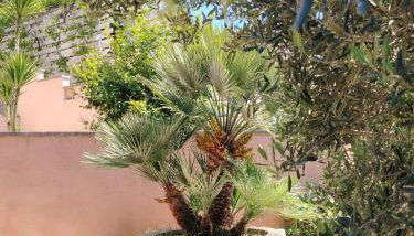 Villa Milina Korčula A Quiet Mediterranean Retreat - Foto 5, Garden