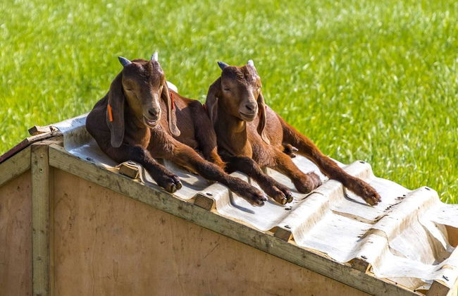 Honeysuckle Farm Hut 7 - Suffolk Farm Holidays - Foto 13