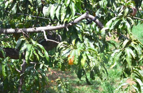 Cueva El Cortijo Gachas - Photo 90