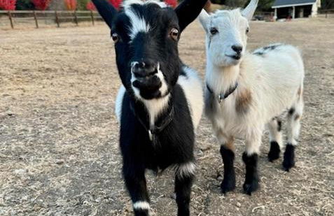 Paso Robles Wine Country Ranch House & Firepit - Foto 30