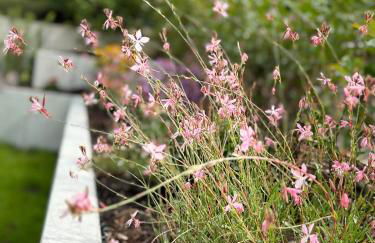 BlackForest 22 - Foto 29