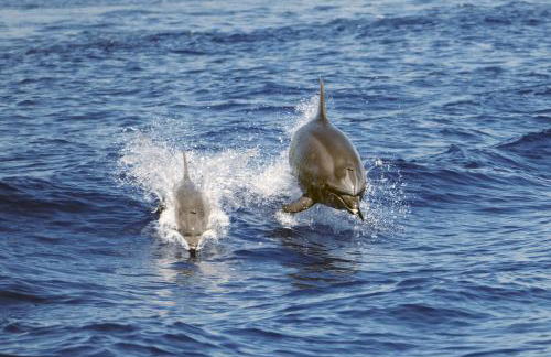 IL VELIERO - Foto 23