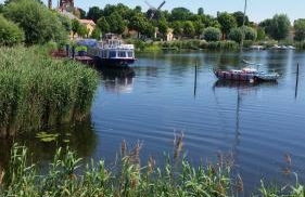 Inselblüte 2 - Photo 1