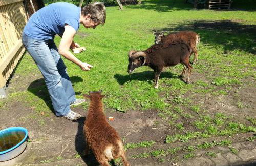 Ferienhof Steinbruch - Foto 11