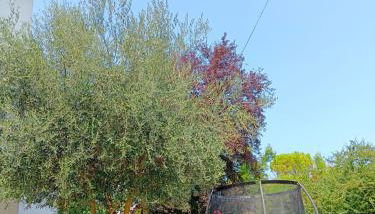 Valle Rubicone - Foto 4, Garden view