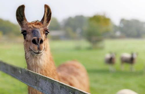 The Quail Cabin - Foto 21