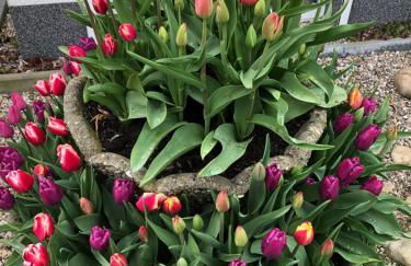 Ferienwohnung Schwede - Foto 22