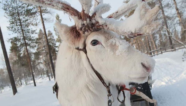 Una delle renne che conosceremo