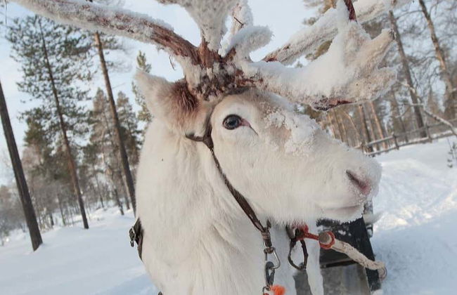 Ylläs Reindeer Sleigh Ride - Foto 3