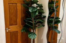 Hampden Hüs - Foto 9