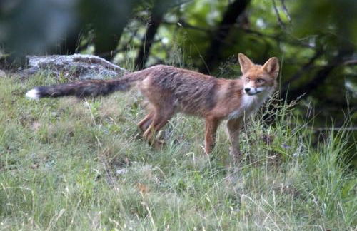 Mulino a vento - Foto 44