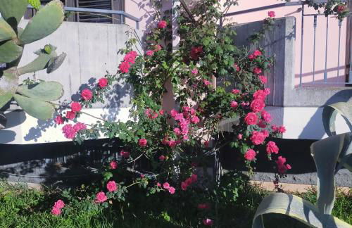 aranceto dell'Etna - Foto 13