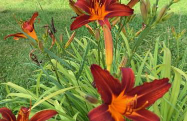 Apartments Mester - Foto 17