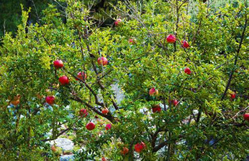 Apartments Lira - Foto 65